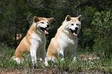 AKITA INU 388